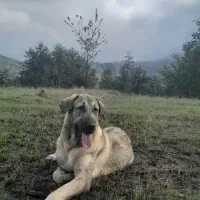 واگذاری ماده پژدر کردی عراقی اصیل|سگ|رودسر, |دیوار