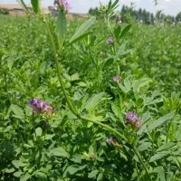 فروش یونجه