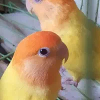 طوطی برزیلی کله نارنجی معامله با کبوتر خورموج|پرنده|خورموج, |دیوار