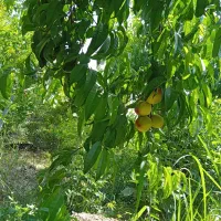 درخت   به  و هلو