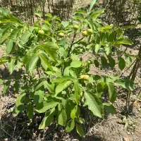 ارائه نهال گردو جمال مقاوم به سرما|خدمات باغبانی و درختکاری|گیلوان, |دیوار