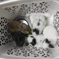 بچه خرگوش نیمه لوپ