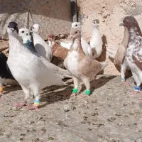 کفتر رنگه پرشی|پرنده|تربت‌حیدریه, باغ سلطانی|دیوار