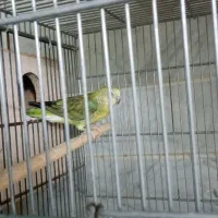 طوطی آوازه خوان|پرنده|قم, انصار‌الحسین|دیوار