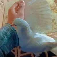 ساده ماده امری|پرنده|گنبد کاووس, |دیوار