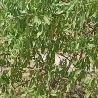 یک هکتار و نیم زمین کشاورزی باغی روستای الک کهن|فروش زمین و ملک کلنگی|کامیاران, |دیوار