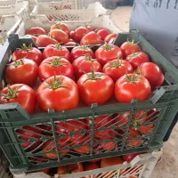گوجه گلخونه ایی و باغی