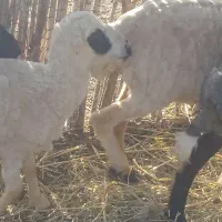 میش