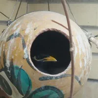 مرغ مینا نر و ماده بالغ و به شرط|پرنده|اصفهان, شاهزید|دیوار