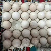 تخم بوقلمون نطفه دار