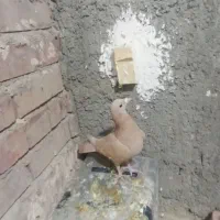 زرد کرمانی|پرنده|یزدان شهر, |دیوار