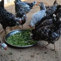 تخم مرغ گلین|حیوانات مزرعه|آبپخش, |دیوار