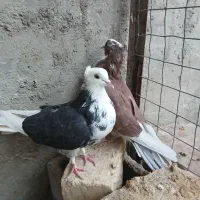 حراج کفتر پرشی و طاووسی و مگسی|پرنده|مهریز, |دیوار