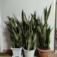 گل سانسوریا|گل و گیاه طبیعی|پره‌سر, |دیوار