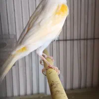 قناری موزاییکی جوان|پرنده|اردبیل, |دیوار