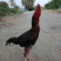 خروس|حیوانات مزرعه|کهنوج, |دیوار