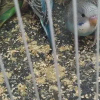 6 عدد مرغ عشق دستی نیمه دستی و نژاد خاص فول بلک