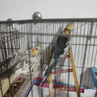 طوطی عروس هلندی جفت جوجه زا|پرنده|رشت, سلیمانداراب|دیوار