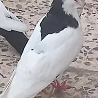 کبوتر گمشده
