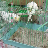 جفت عروس لوتینو روی تخم