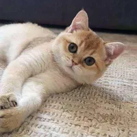 گربه های ناز و اصیل