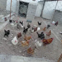 فروش مرغ تخم گذار و خروس و لاری و بوقلمون