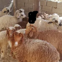 چند عدد بره ماده و نر سالم سرحال|حیوانات مزرعه|هندیجان, |دیوار