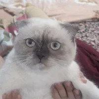 واگذاری گربه پرشین