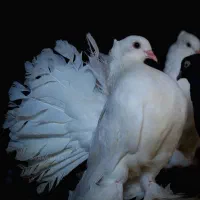 کبوتر چتری کانادایی کمیاب