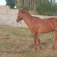 حیوانات|حیوانات مزرعه|هشترود, |دیوار