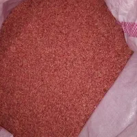 بذر گندم رقم هشترود ۱۲ تن