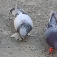 اگهی بخون|پرنده|کهنوج, |دیوار