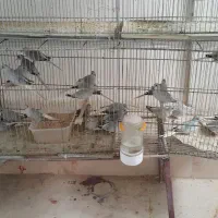 فنچ زبرا درشت.نرگسی.برزیلی.الماسی.مرغ عشق|پرنده|بجنورد, |دیوار