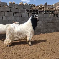 کره نر کردی اصل(سقزی)