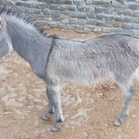 الاغ فروشی|حیوانات مزرعه|پاکدشت, پاکدشت (مامازند)|دیوار