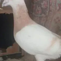 غریبگیری شهرستانی دورگ ریحان سوری