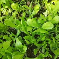 وانشاء کاهو محلی|خدمات باغبانی و درختکاری|رشت, حومه رشت|دیوار