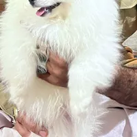 سگ خانگی پامرنین