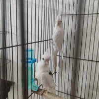 عروس هلندی کوتوله فنچ|پرنده|بندرعباس, |دیوار