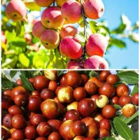 فروش انواع ریشه عناب و سیب پرمحصول