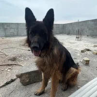 سگ ژرمن|سگ|اصفهان, زیار|دیوار