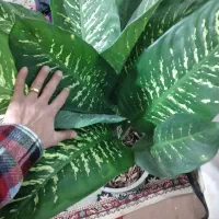 گل اپارتمانی