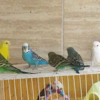 مرغ عشق|پرنده|مشهد, مصلی (کارمندان اول)|دیوار