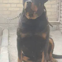 سگ روتفایلر ماده اصیل