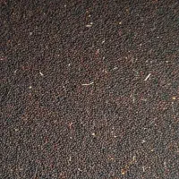 فروش بذر گلزا، نمونه، بسیارتمیز و درجه یک