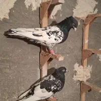 کبوتر کله سیاه جفتی|پرنده|مرودشت, رامجرد یک|دیوار