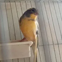 قناری نر و ماده|پرنده|ابهر, |دیوار