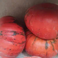 خوراکی
