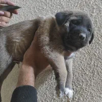 ۳ عدد سگ سرابی سطح یک