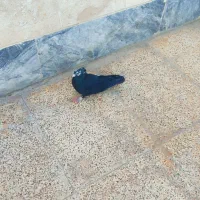 پرنده|پرنده|خرم‌آباد, |دیوار